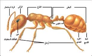 جسم النمله